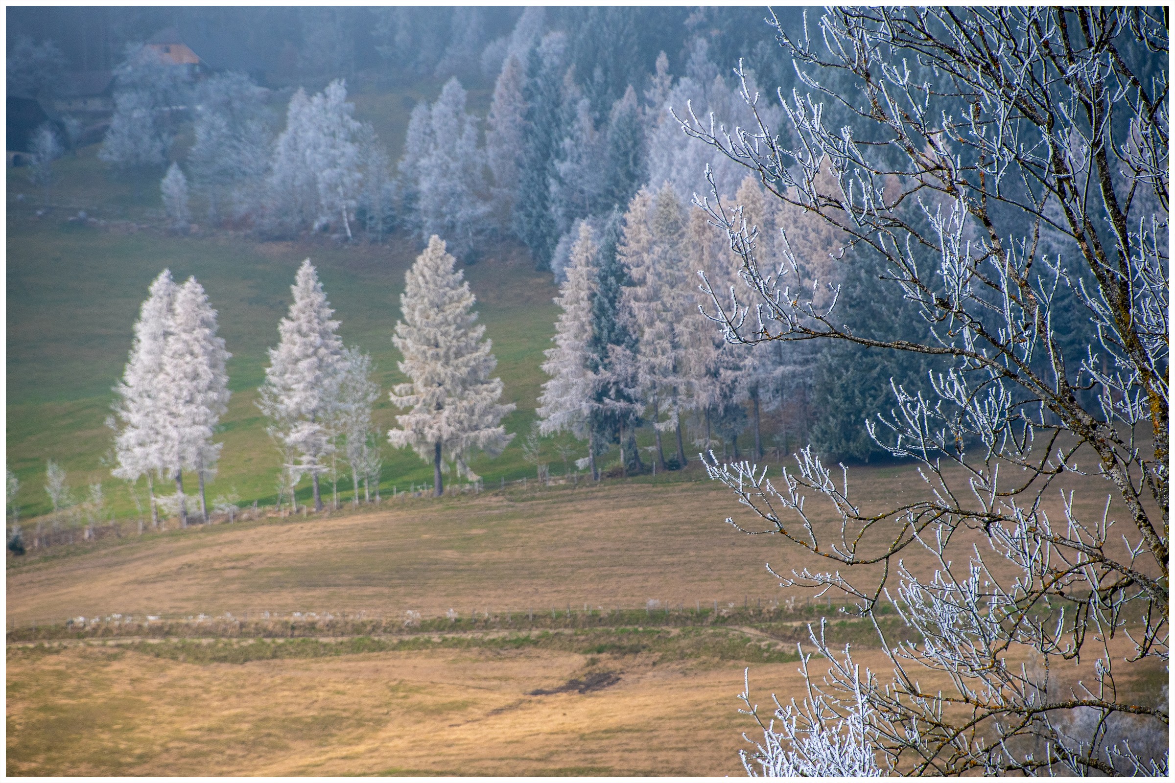 L_5500_12_4_Heimo Gruber_Raureif Heimo Gruber - Raureif