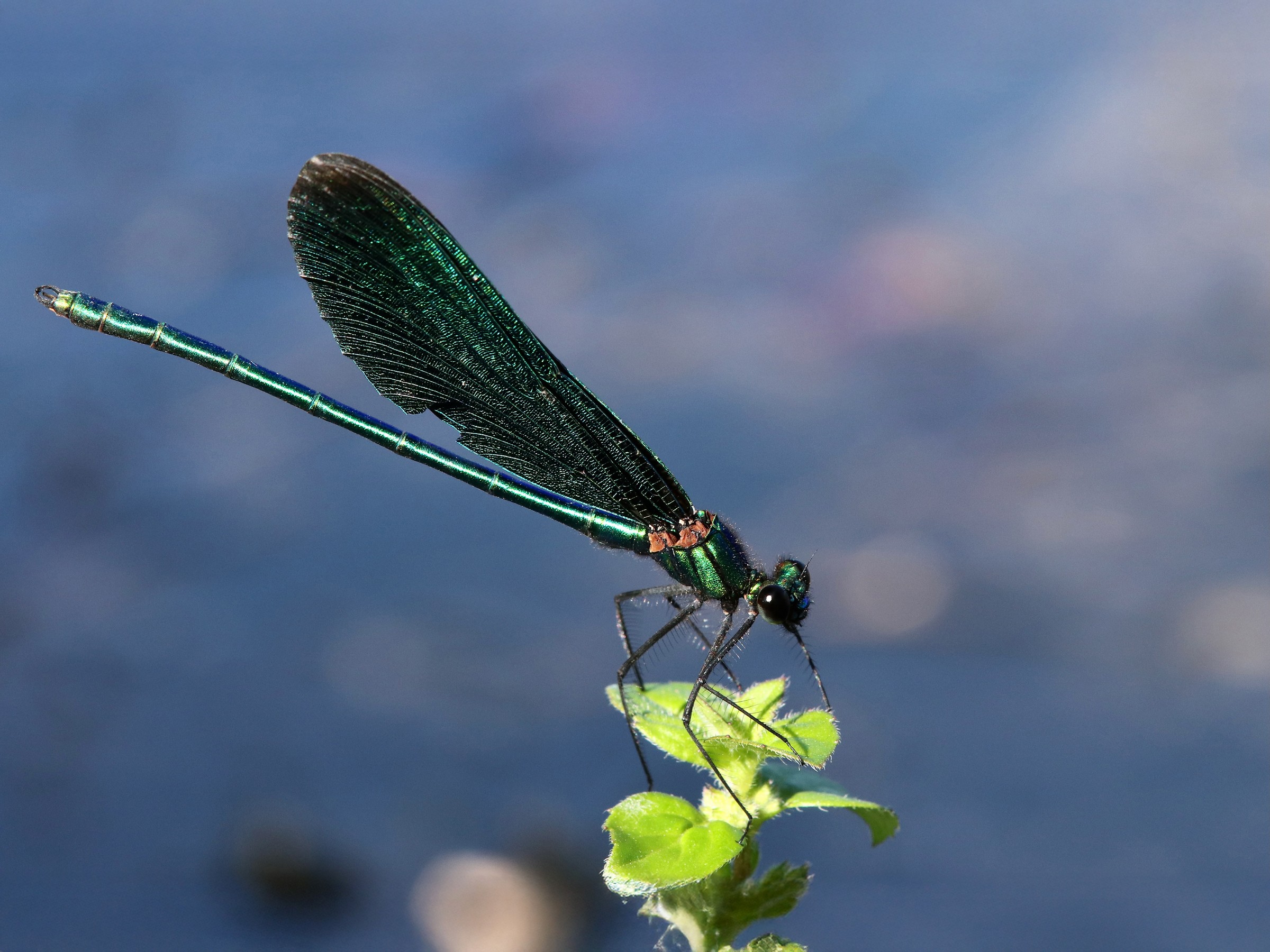 N_5424_01_1_Lavinia Putz_Blauflügel-Prachtlibelle Lavinia Putz - Blauflügel-Prachtlibelle