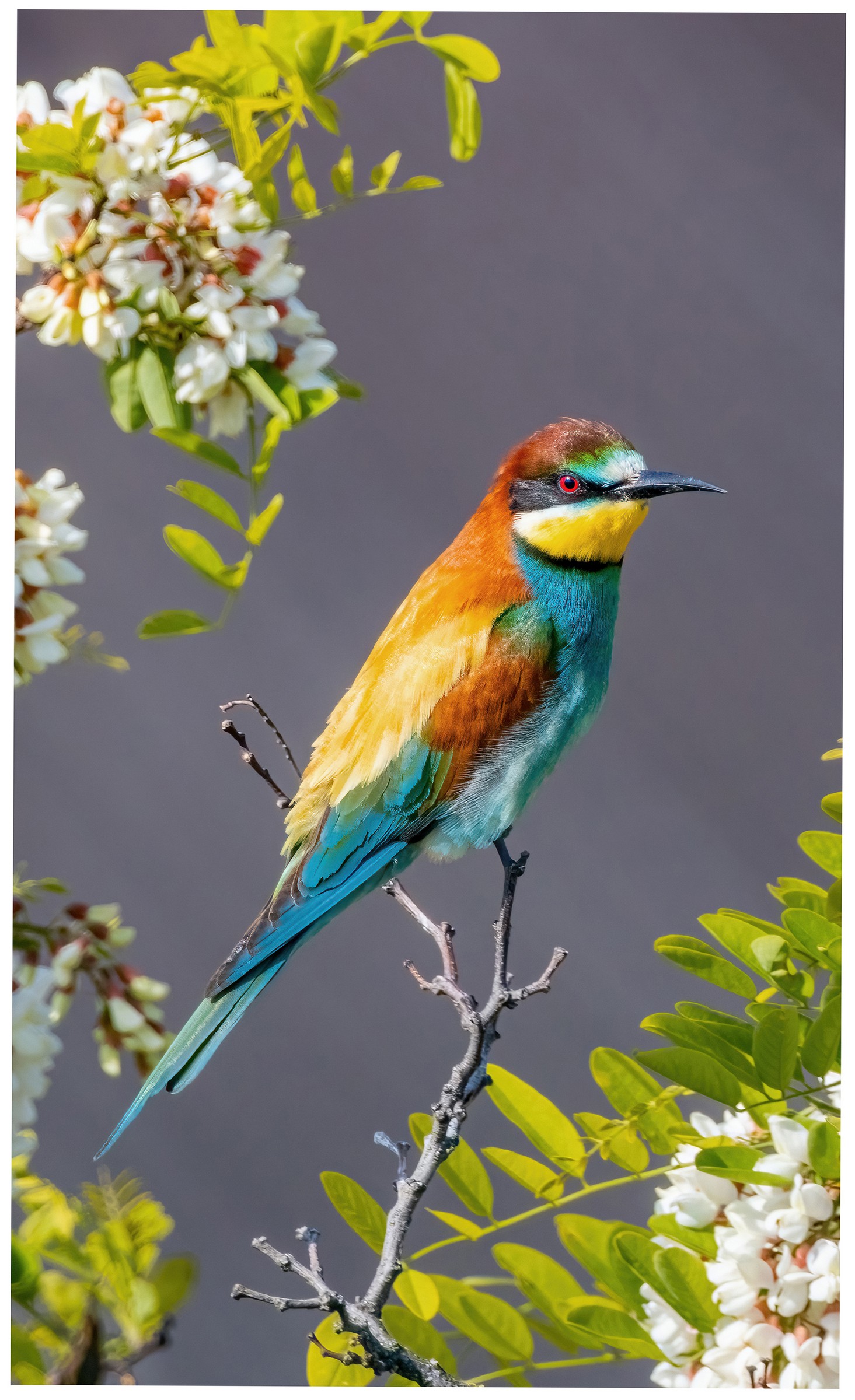 N_5500_01_2_Alexander Kainz_Im Blütenreich Alexander Kainz - im Blütenreich