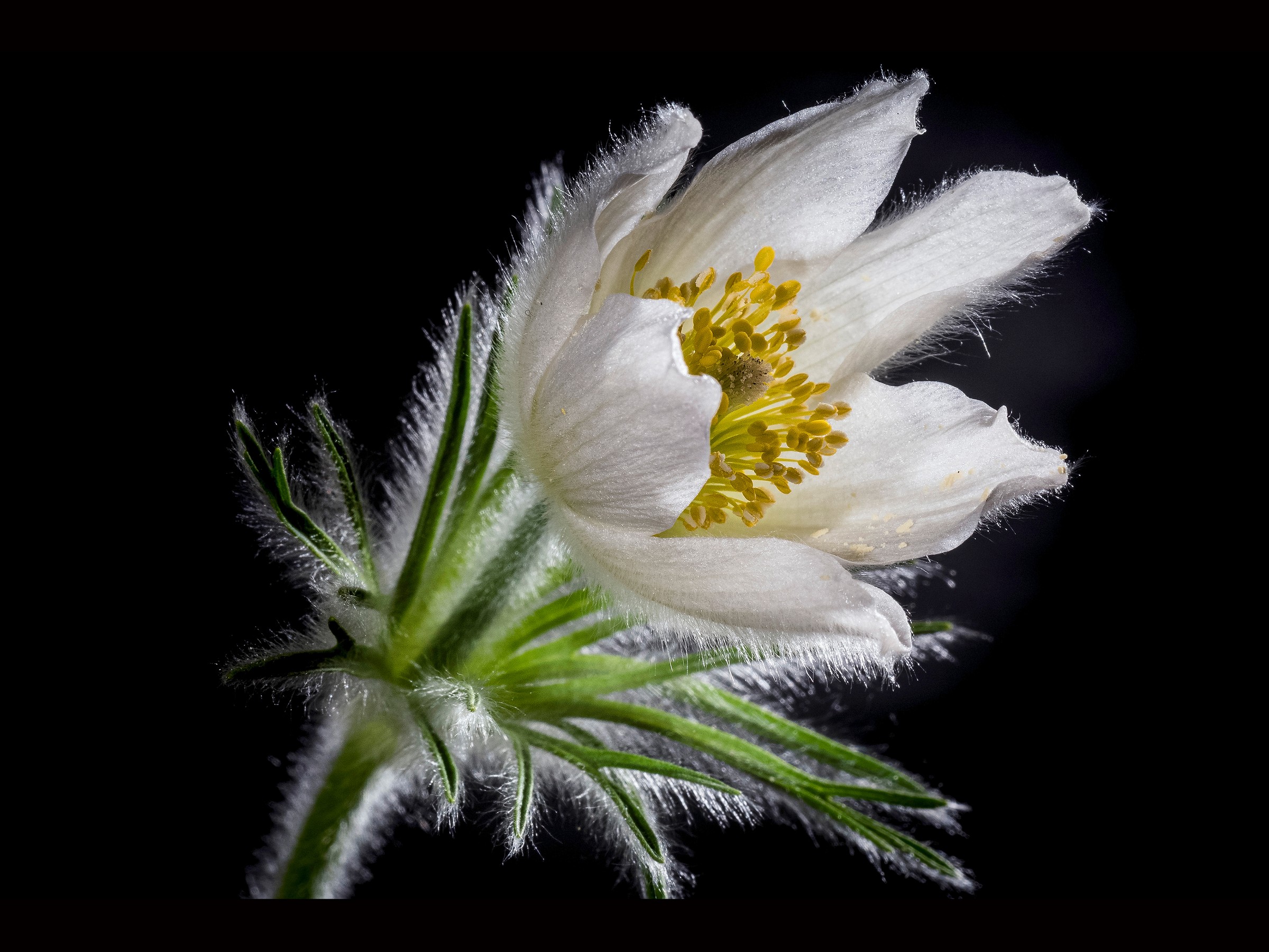 OLYMPUS DIGITAL CAMERA Walter Steinegger - Küchenschelle