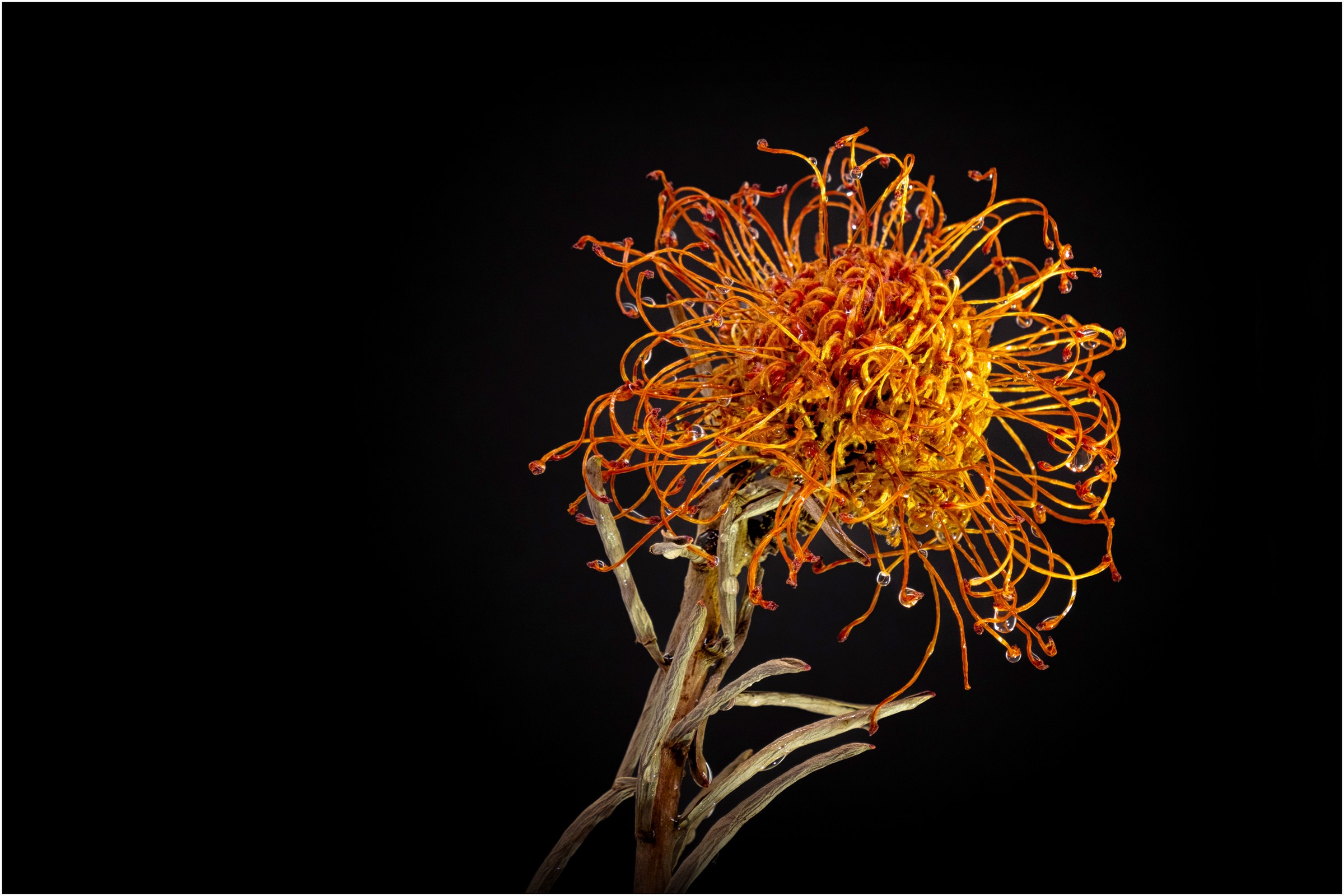 N_5500_12_1_Desiree Gruber_Trockenblume Desiree Gruber - Trockenblume