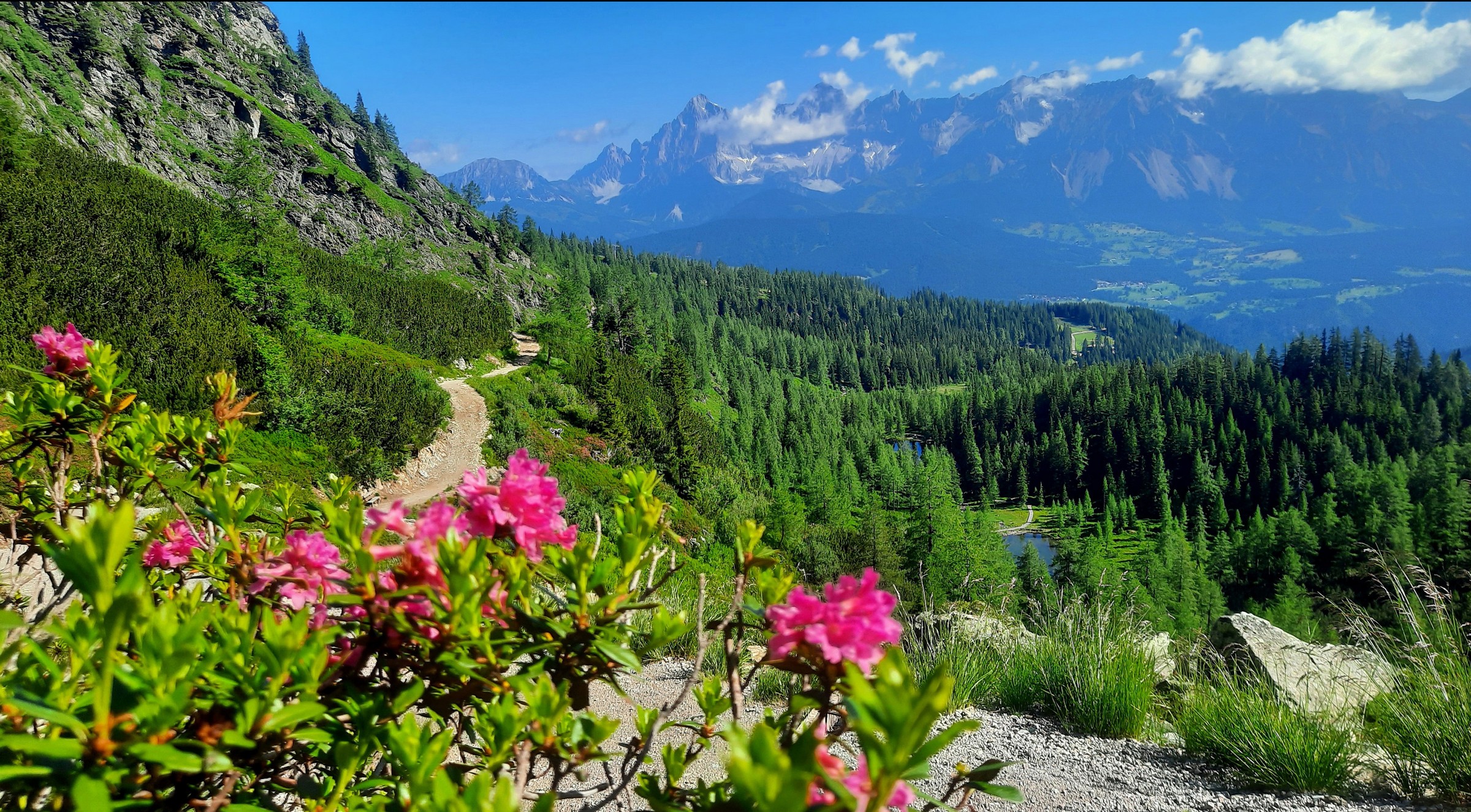 N_5600_09_3_Roswitha Oberhuber_Almrauschblüte Roswitha Oberhuber - Almrauschblüte